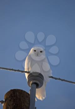 Snowy owl on Post in Saskatchewan Canada