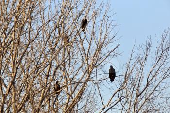 Bald Eagles in Tree in Saskatchewan Canada