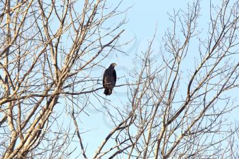 Bald Eagle in Tree in Saskatchewan Canada