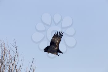 Bald Eagles in Flight in Saskatchewan Canada