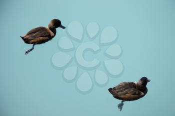 New Zealand Scaup Duck in Lake Benmore