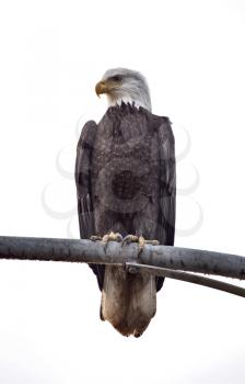 Bald Eagle British Columbia gathering place Ladner Richmond