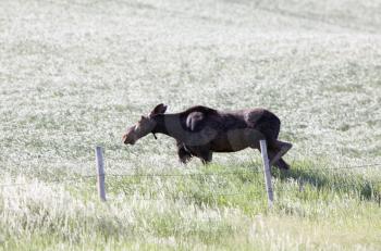 Prairie Moose Canada in an open field