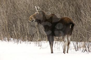 Prairie Moose Canada in winter Saskatchewan Canada