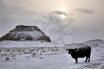 Winter Scene Saskatchewan Badlands Big Muddy Valley