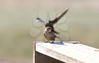 Cowbird male and female in Saskatchewan Canada