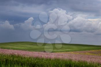 Prairie Storm Clouds Canada Saskatchewan pink alfalfa
