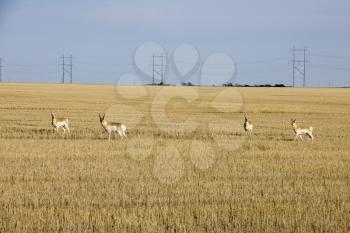 Prairie Pronghorn Antelope In Spring Saskatcherwan Canada