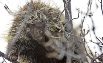Porcupine in Tree close up winter Canada