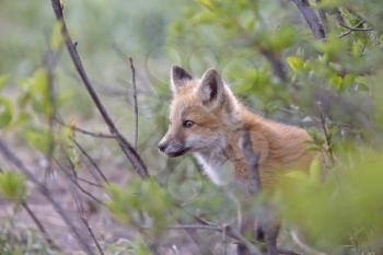 Fox Kits Near Den in Prairie Saskatchewan Canada