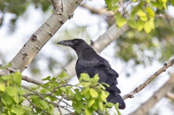 Raven in Tree Blackbird noisy Prairie song bird Saskatchewan