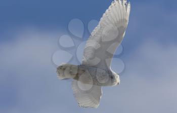Snowy Owl in Flight blue sky end of day