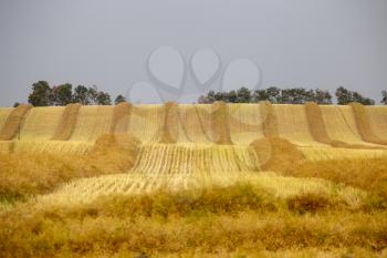 Harvest Canola Swath Saskatchewan field combine ready