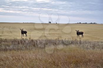 Prairie Moose Saskatchewan Two Bulls near Moose Jaw Canada