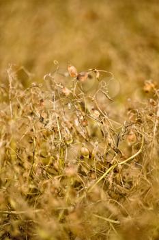 Lentil Crop Saskatchewan in field pre harvest ripe