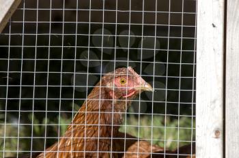 Caged Chickens rural farm