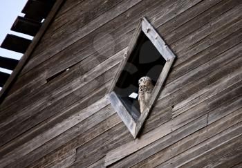 Prairie Barn Saskatchewan summer Owl in Window