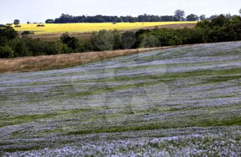 Flax Bloom Blue in Saskatchewan Canada scenic