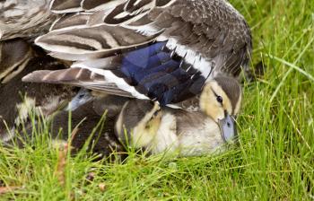 Mother Duck and Babies hidden in Saskatchewan Canada