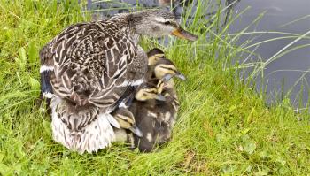 Mother Duck and Babies hidden in Saskatchewan Canada