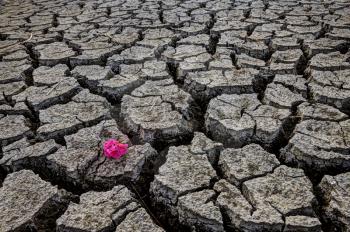 Dry River Bed Flower cracked with drought conditions