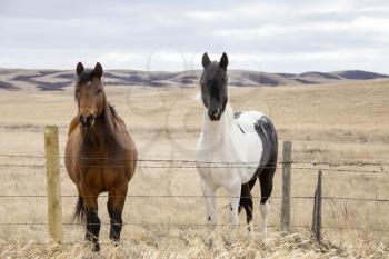 Prairie Horses Saskatchewan in field spring close