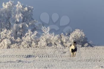 Winter Frost Saskatchewan Canada ice storm horse