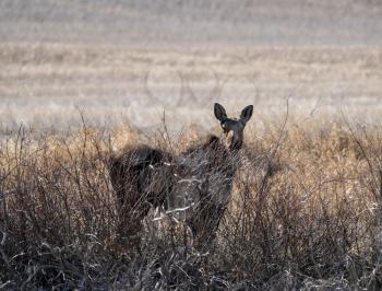 Wild Moose Saskatchewan female in Prairie Scene