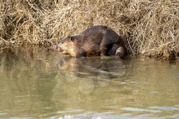 Beaver in Spring Canada Saskatchewan busy working