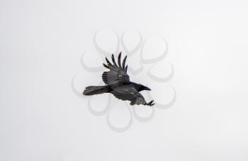 Crow Raven in Flight spring Saskatchewan Canada
