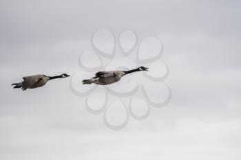 Canada Goose in Flight Migration Saskatchewan Canada