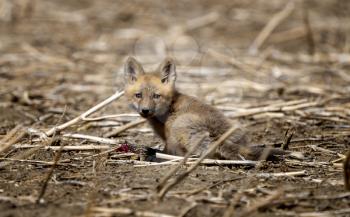 Young Fox Kit with Squirrell in mouth Canada