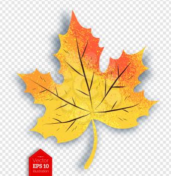 Vector illustration of autumn maple leaf with shadow on transparency background.