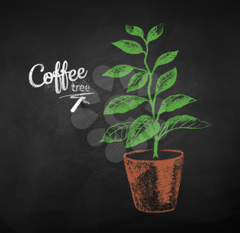 Vector chalk drawn sketch of coffee tree sprout in pot on chalkboard background.
