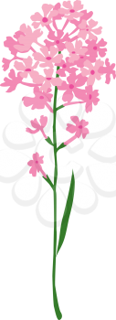 Hyacinth Clipart