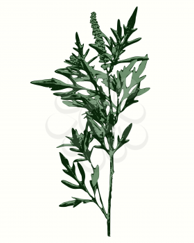 Vector graphic, artistic, stylized image of ragweed