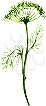 vector illustration, stylized watercolor sprigs of dill, fennel