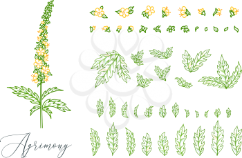 Outline green pinnate leaves and tiny yellow flowers. Vector illustration of Agrimony isolated on white background. Separated leaves and flowers.