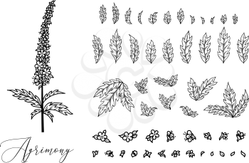 Linear medicinal plant with pinnate leaves and tiny flowers. Vector illustration of Agrimony isolated on white background. Separated leaves and flowers.