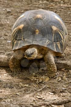 a turtle's heart in madagascar nosy be