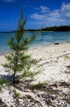 beach and bush in ile du cerfs mauritius