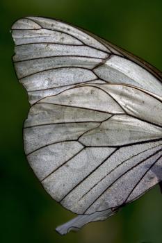 white wing of a  butterfly and his line
