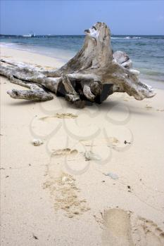 beach rock stone footstep  boat  people and tree in  republica dominicana