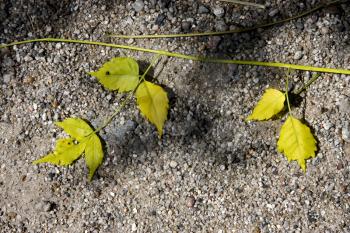 yellow  leaf in the rocky ground in the centre of colonia del sacramento uruguay