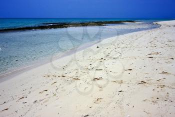 beach and sand in sand bank  tanzania zanzibar