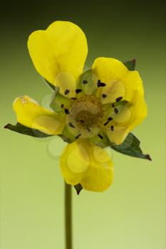 yellow flower oenothera biennis onagracee stricta parviflora erythrosepala 
crocifere biscutella laevigata didyma lyrata