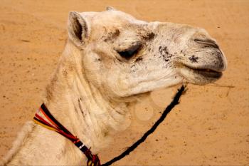 douze,tunisia,camel in the sahara's desert