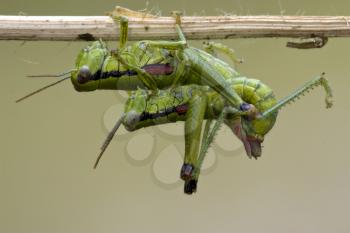 close up of two grasshopper Orthopterous having sex on a piece of branch in the bush