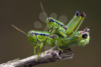 close up of two grasshopper having sex