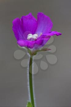 wild violet carnation  epilobium parviflorum hirstum sylvestris